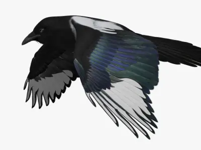  Pica Hudsonia "Black-billed Magpie" 