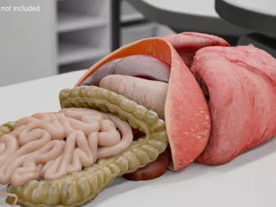  Male Internal Organs Anatomy 