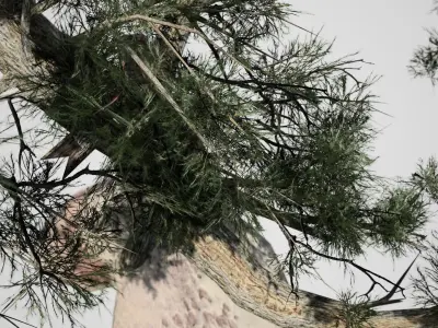 Jeffrey Pine Tree Low-poly 3D model