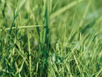 Realistic Grass Pack - CGrass v2 Low-poly 3D model