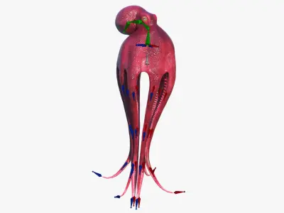 Octopus Vulgaris Animated Rigged for Blender 