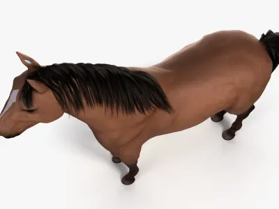  Full Horse Anatomy 