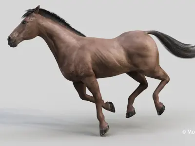  Horse PRO Dark Brown 