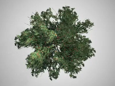 American Holly Shrub bush Low-poly 3D model