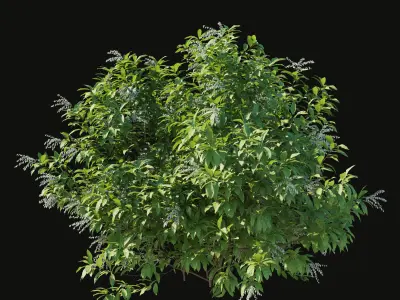 Pieris Floribunda bush 3D model