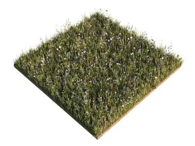 European Meadow Flora Realistic 3D Plants Full Collection Low-poly 3D model