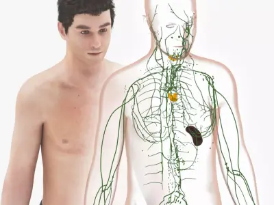 Lymphatic System Low-poly 3D model