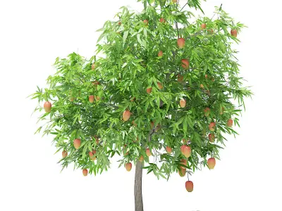 Mango Tree with Fruits 3D model