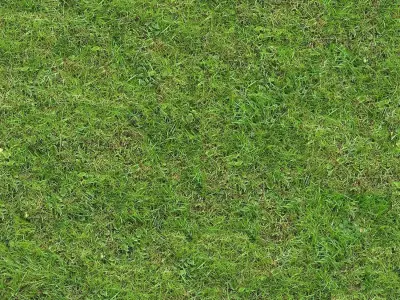 Green Grass Field Texture Texture
