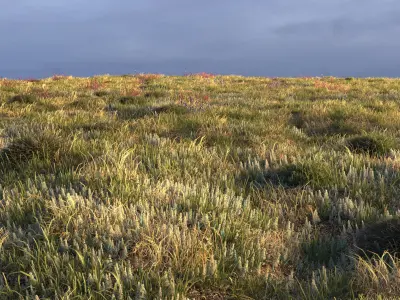 Field grass and corona scatter 3D model