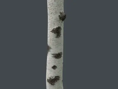 Birch Tree Trunk 3D model