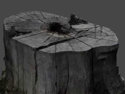 Treetrunkbase tree stump with grass 3D model