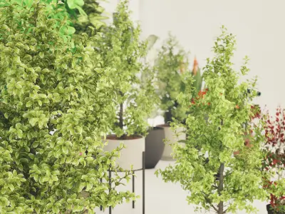 High-Poly Indoor Plants for Realistic Design Low-poly 3D model