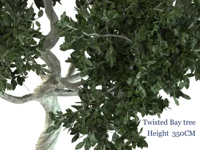 Twisted Bay tree Free 3D model
