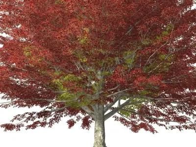 Tree - 00002 3D model