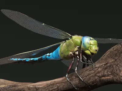  Dragonfly Idle Fur Animated Rigged For Maya 
