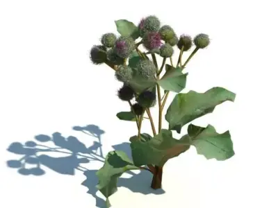 Green Leafed Plant 3D model