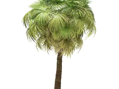California Palm Tree 3D Model 7m 3D model