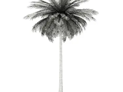 Coconut Palm Tree 3D Model 9m 3D model