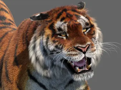  Tiger Amur Animated Fur 