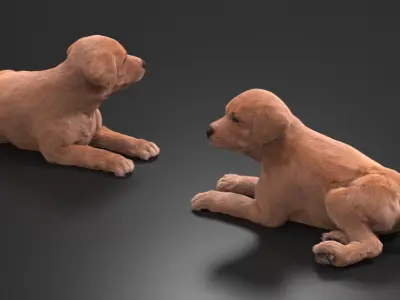  Brown Labrador Retriever Puppy Lying Down Fur for Maya 
