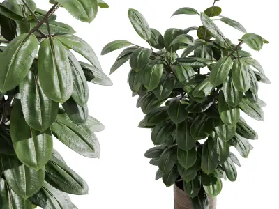 Indoor plant 407 plant ficus rubbery tree 3D model