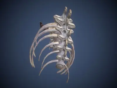 Skeleton dragon Low-poly 3D model