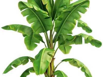 Banana Tree 3D Realistic Tropical Plant Lush Green Leaves Low-poly 3D model