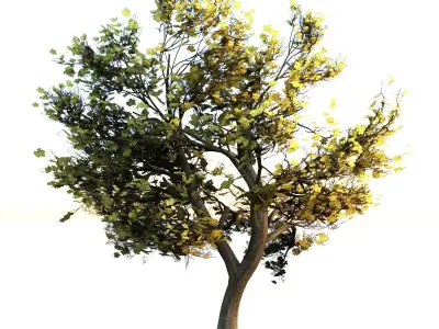 Maple Tree Low-poly 3D model