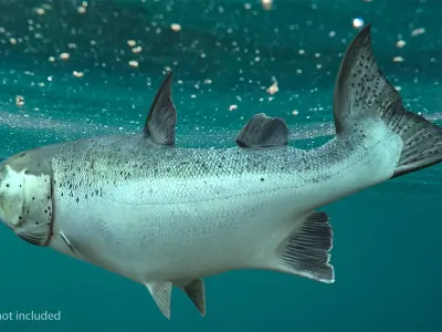  Animated Swims Atlantic Salmon Fish Rigged for Cinema 4D 