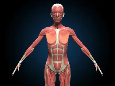 Female Muscular Skeletal - Advanced Rig 3D model