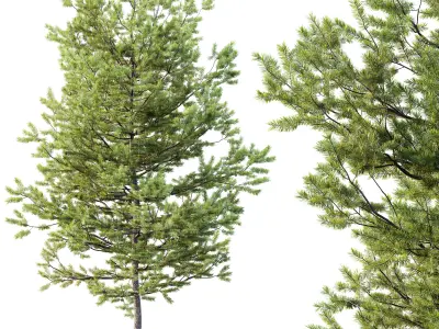 AV Plants Mountain Pine Needles Mugo Pinus Swiss 3D model