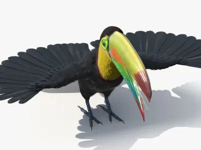  Keel Billed Toucan with Wings Spread Fur for Maya 