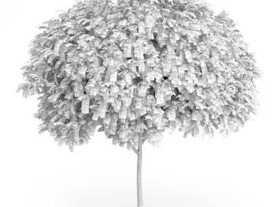 Staghorn Sumac Tree Rhus typhina 3D model