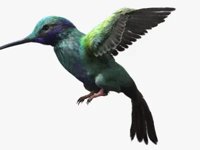  Hummingbird Fur Animated Rigged 
