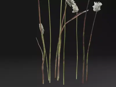 Eriophorum Plant Low-poly 3D model