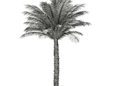 Date Palm Tree 3D Model 5m 3D model