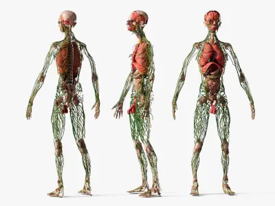  Digestive and Lymphatic System Male Anatomy Rigged 