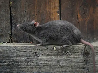  Norway Rat Rigged Xgen 