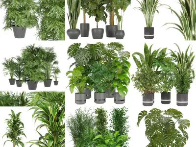 Collection plant indoor vol 3 3D Model Pack