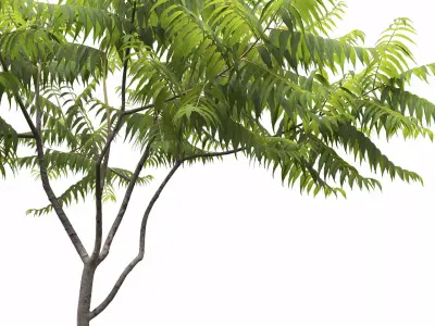 Rhus Typhina 02 3D model