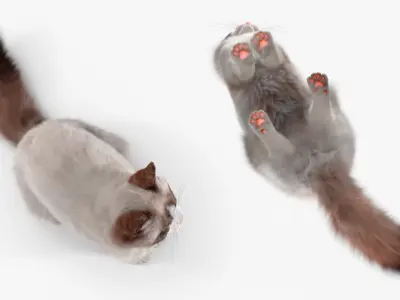  Ragdoll Cat Sitting Pose Fur for Maya 