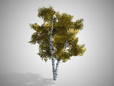 White Birch Fall Tree Low-poly 3D model