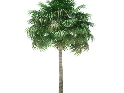 Thatch Palm Tree 3D Model 10m 3D model