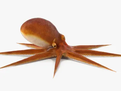  Octopuses Collection 