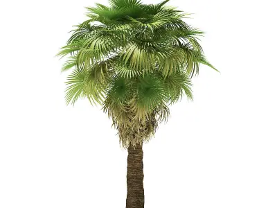California Palm Tree 3D Model 7m 3D model