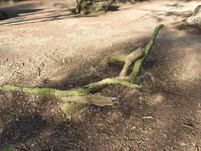 Forest Tree Root D 3D model