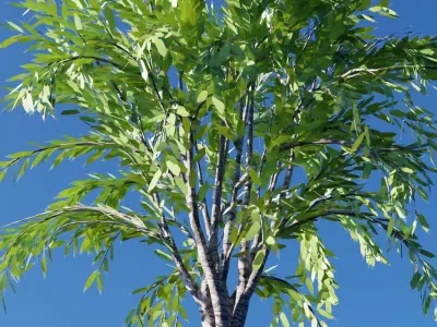 Realistic Tree Free low-poly 3D model