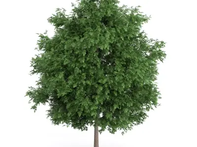 Large-leaved Lime Tree Tilia platyphyllos 3D model
