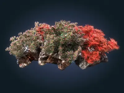  Coral reef ecosystem Animated Pack 8 